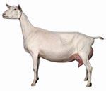 Goat